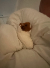 Guinea pig rehoming