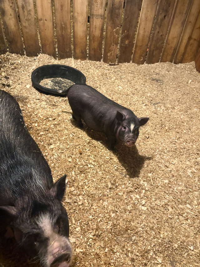 Pot Belly Piglets in Livestock in Kawartha Lakes - Image 4