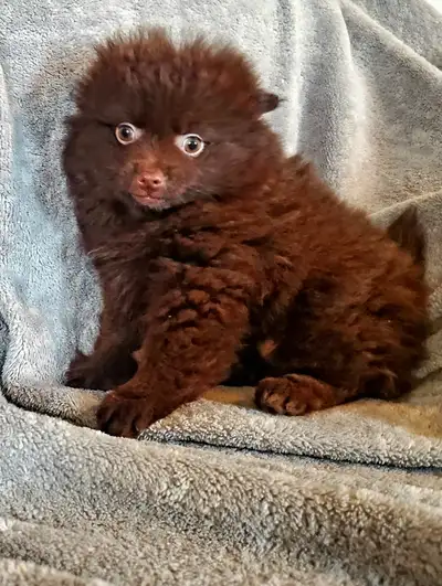 stunning chocolate pom girl with beautiful green eyes. Playful little girls. Mature weight approx 5-...