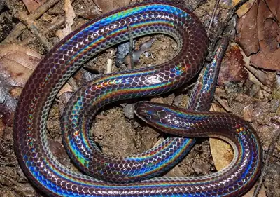 Sunbeam Snakes, View more
