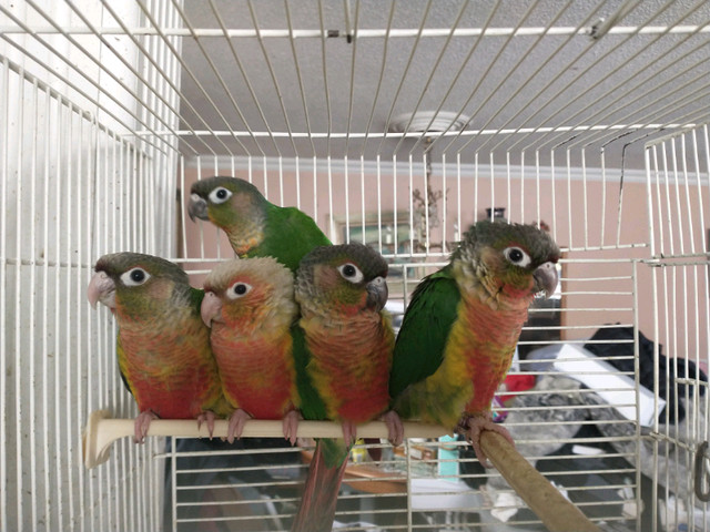 Friendly Yellowsied and Pineapple turquoise and dilute Conures in Birds for Rehoming in Muskoka