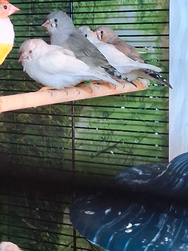 pinsons mandarin mâles et femelles  dans Oiseaux à adopter  à Laval/Rive Nord