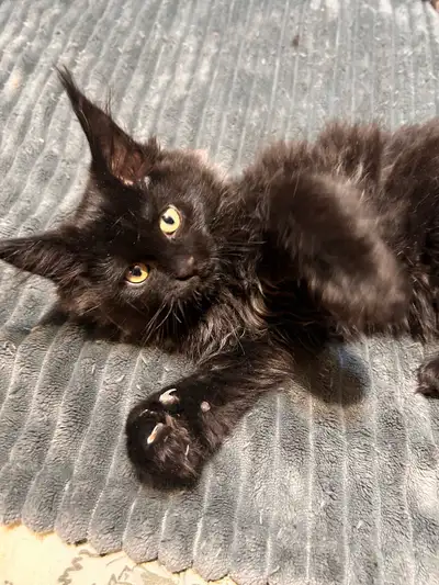 Purebred Mainecoon Kittens, View more