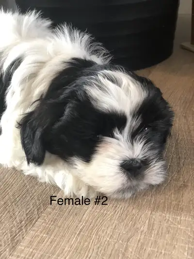 1 left! Bichon Shihtzu puppies, View more