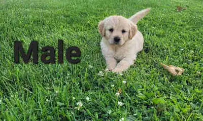 Adorable Puppies for Sale, View more