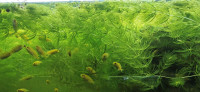 Aquarium plants Ceratophyllum demersum