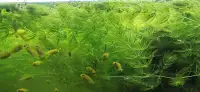 Aquarium plants Ceratophyllum demersum