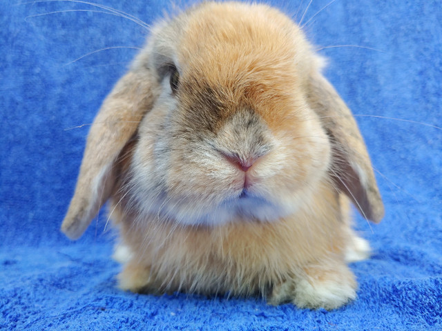 Extraordinaire bébé lapin bélier hollandais male * Holland lop dans Petits animaux à adopter  à Ville de Montréal - Image 4