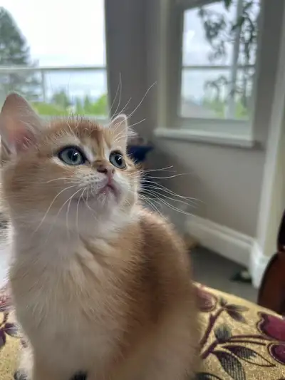 This sweet 2-month-old golden British Shorthair girl is ready for her forever home! She’s super affe...