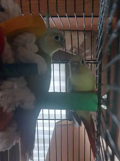 Cinnamon mint conure babies, View more