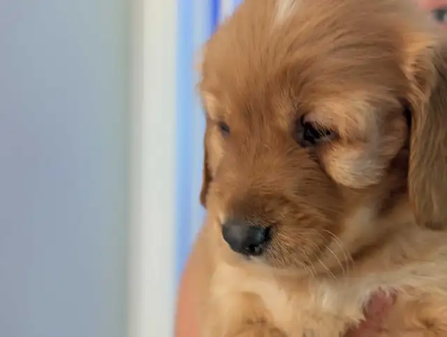 pure-bred Golden Retriever puppies in Dogs & Puppies for Rehoming in Owen Sound - Image 6