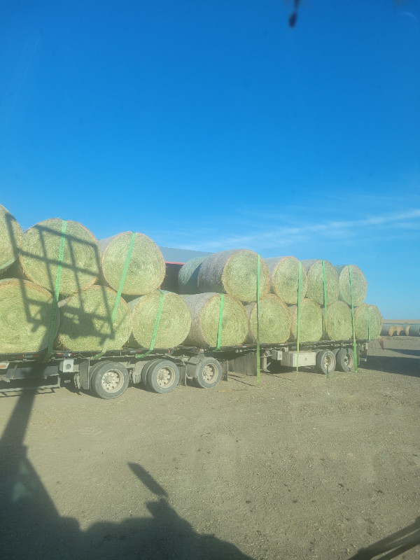 Hay for sale Livestock Lethbridge Kijiji