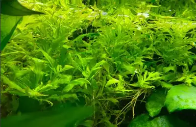 Wisteria (aquarium plant), View more