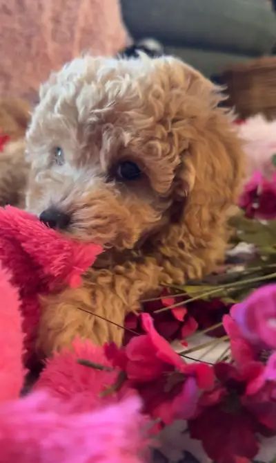 Adorable Charismatic Poochons, View more