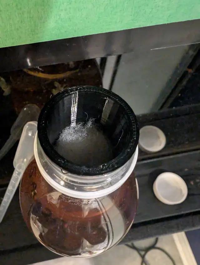 Vinegar Eel Culture in Fish for Rehoming in Brantford - Image 4