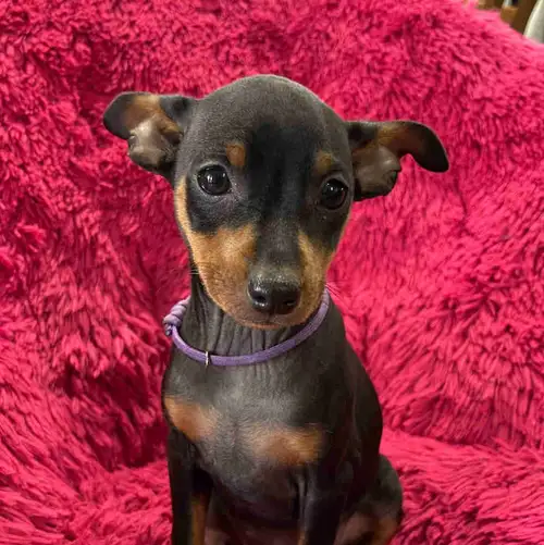 We have the most Adorable Minature Pincher puppies! We had 2 of our mothers give birth on the same d...