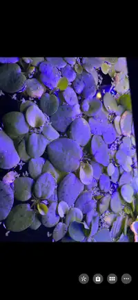 Floating large-leaf aquatic plants aquarium 