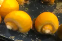XL Golden Mystery Snails - $10 for Three
