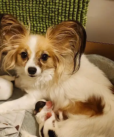 papillon puppies , View more