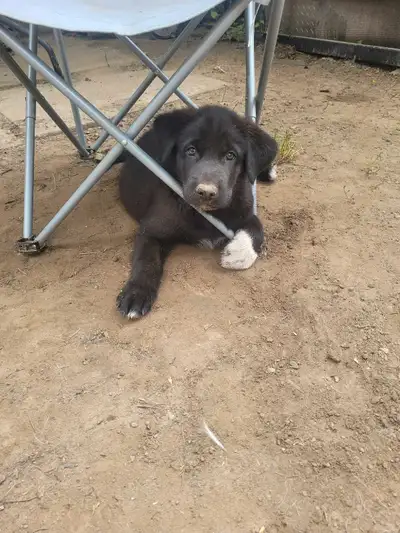 LAST ONE! Alaskan Malamute/Lab Cross puppies!, View more