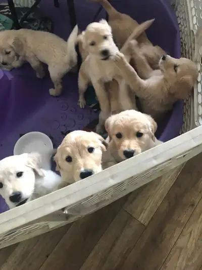 Update: We have 1 female puppy left. Adorable puppies available for their new forever homes on Sunda...