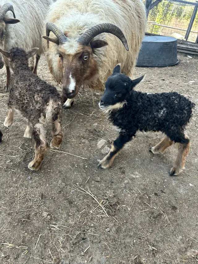 Purebred Icelandic Ram Lambs!!! in Livestock in Burns Lake - Image 4