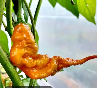 Super hot pepper plants, View more
