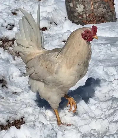 Free to a good pet home. Both were hatched out in August, very sweet, not peckish towards me or chil...