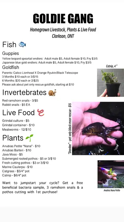  Plants, fish, live food and invertebrates available , View more