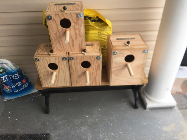 Bird Nest Boxes in Birds for Rehoming in Oshawa / Durham Region - Image 4