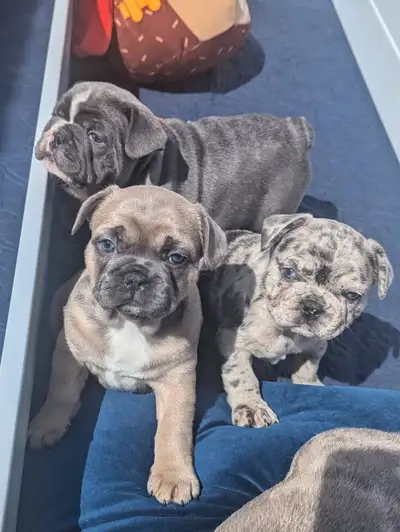 Gorgeous French bulldog puppies looking for a new lovely home. Very friendly with kids. Active and h...