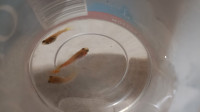 Guppy young fish for sale 