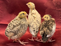 Preorders for Coturnix Quail - Celadon and Regular 