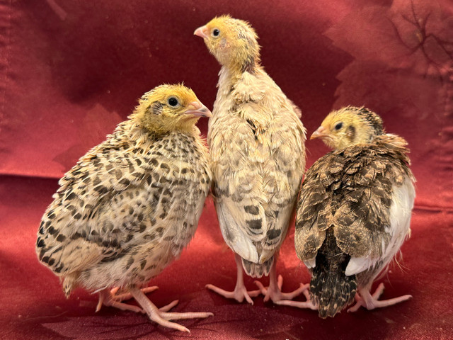 Preorders for Coturnix Quail - Celadon and Regular  in Livestock in Prince George