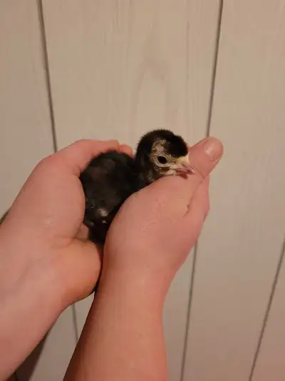 Update* Heritage breed Turkey eggs and poults available We've now successfully hatched chicks from o...