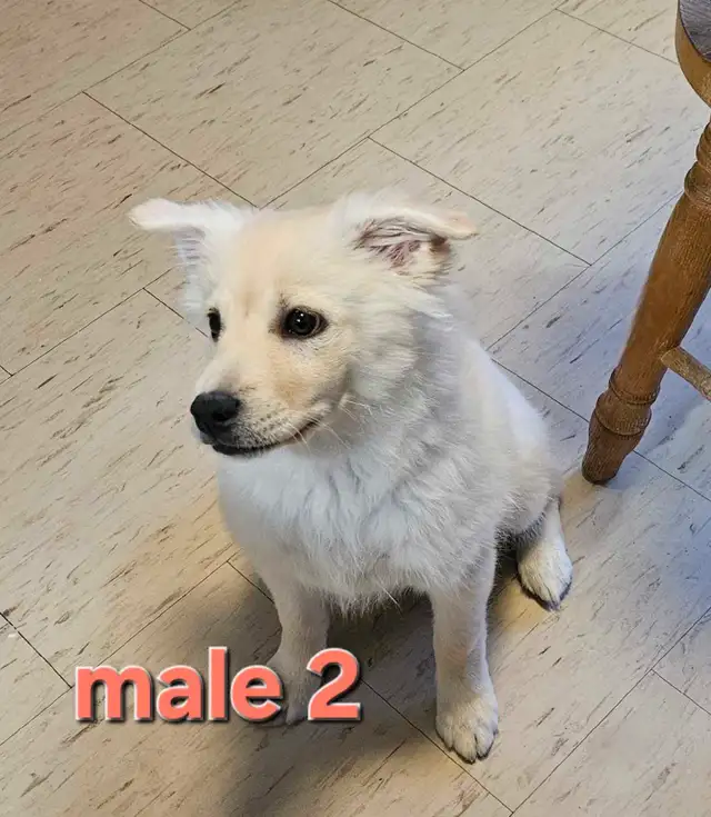Victoria Day Price DropAdorable Pomeranian Mix Puppies in Dogs & Puppies for Rehoming in City of Toronto - Image 3