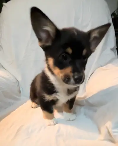 corgi puppies, View more