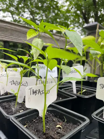 Plants piments forts , View more
