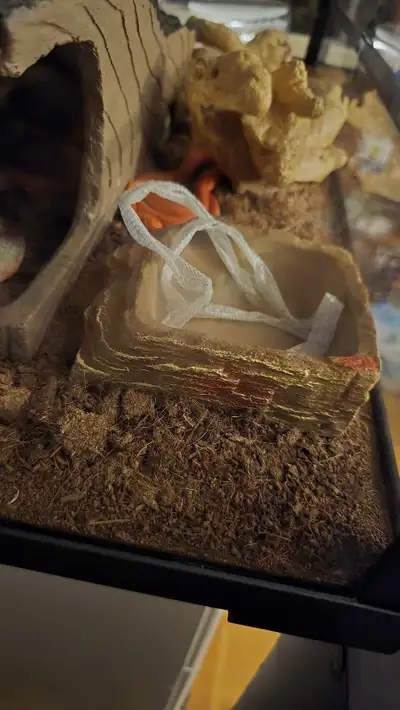 corn snake shed, View more