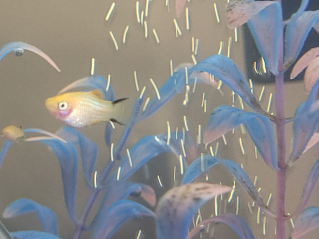 Gold Twinbar Platys in Fish for Rehoming in Red Deer - Image 2