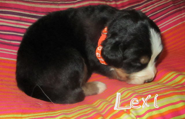 Bernese Mountain Puppies in Dogs & Puppies for Rehoming in Barrie