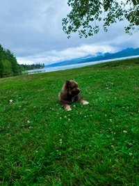 Ready to go home: Premium Male Pomsky (Pomeranian Husky)