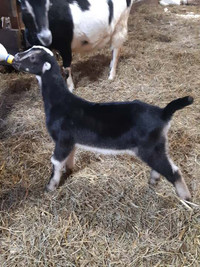 Mime est un jeune bouc Lamancha pur sang enregistrable