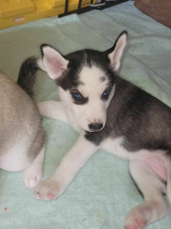 Husky sibérien in Dogs & Puppies for Rehoming in Gatineau - Image 2