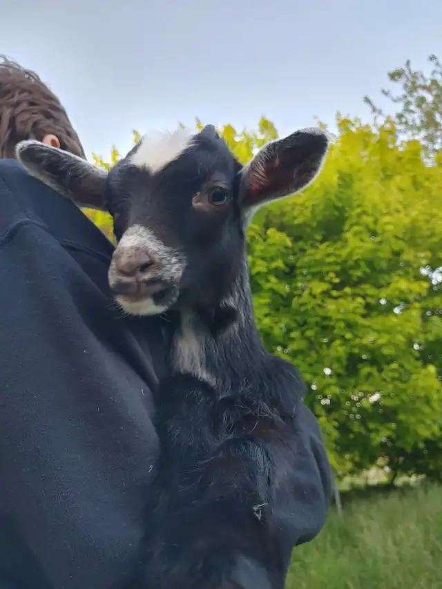 Dowling goats in Livestock in Moncton - Image 2