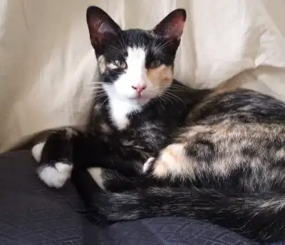 Chatte d'Espagne femelle  5 mois, View more