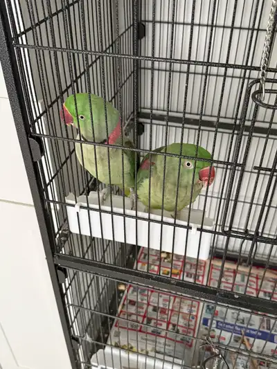 Alexandrian pair, View more