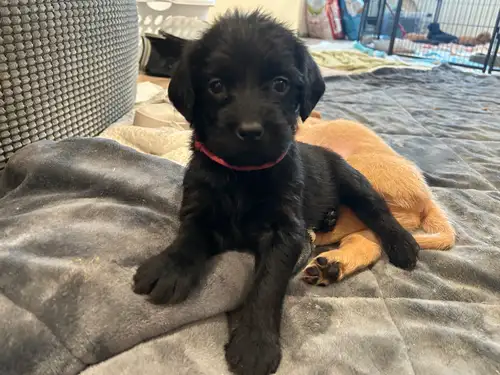 Lab doodle puppies. Best temperaments! Smart parents. Easy to train. Ready next weekend!! Puppies wi...