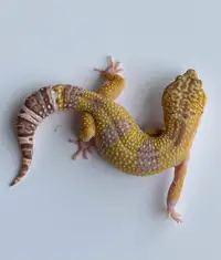 Geckos léopards 