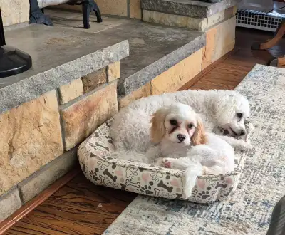 Oscar is ready to bring joy to his new family! For more details, please text **905-869-7296** Lookin...